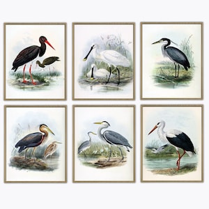 Birds Print Set of 6, Vintage Bird Illustration, Ornithology Poster, Gallery Wall, Antique Birds Print, Bird Decor