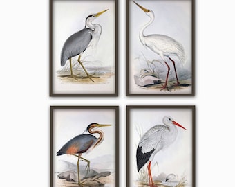 Puede incluir: Conjunto de cuatro impresiones enmarcadas con ilustraciones vintage de diferentes tipos de aves. Cada impresión presenta un fondo blanco con un solo pájaro representado en un estilo realista. Las aves son una garza gris, una garceta blanca, una garza morada y una cigüeña blanca.