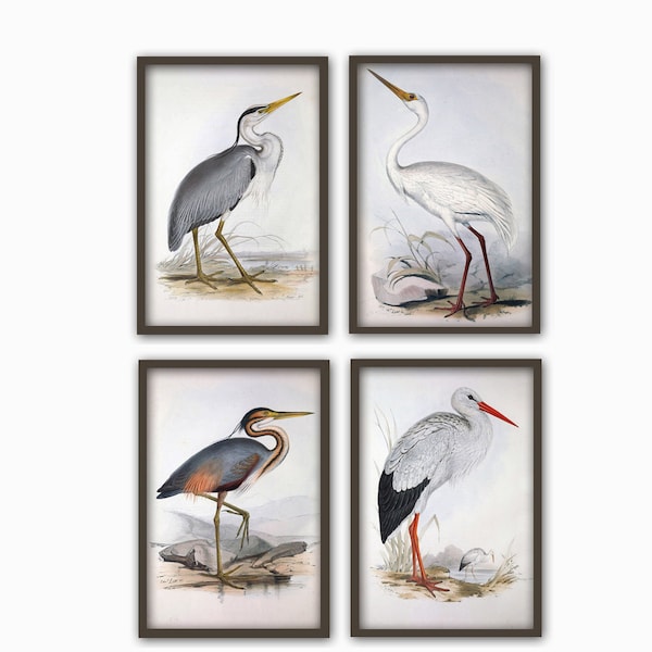 Birds Print, Large Wall Art Decor, Set of 4, Living Room Decor, Bird Antique Illustration Crane Stork Heron