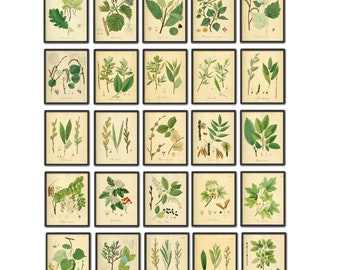 Set botanische bladprenten, antieke illustratiekunst (set van 25)