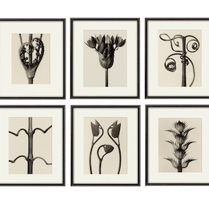 Black and White Plant Prints by Karl Blossfeldt Set of 6 Botanical Photo Prints Set of 6