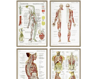 Human Anatomy Print Set, Medical Science Print Set of 4