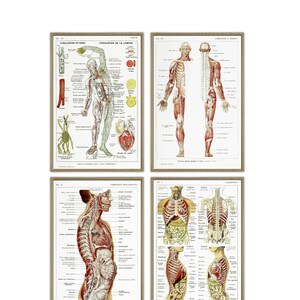 Human Anatomy Print Set, Medical Science Print Set of 4