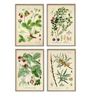Berry Botanical Print, Kitchen Wall Art Decor , Strawberry Blueberry Raspberry Sea Buckthorn, Set of 4