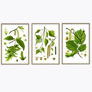 Botanical Print Set, Tree Vintage Illustration Print, Trees Species