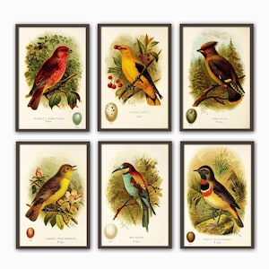 Birds Eggs Print Set, Vintage Bird Prints, Antique Bird Eggs, Natural History Art,Prints, Giclee, Illustration, Egg Prints, Wall Art