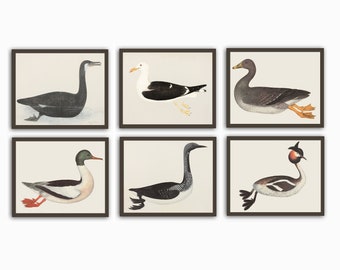 Birds Prints, Bird Vintage Illustration Print, Horizontal Print Set of 6