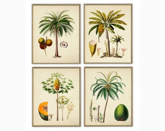 Juego de 4 impresiones de palmeras, árboles tropicales botánicos y vegetación, para decoración del hogar, ideal para un apartamento nuevo o una casa ecológica.