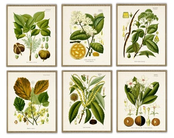 Impresión de frutas botánicas, decoración de pared para cocina, juego de 6 impresiones botánicas, juego de carteles grandes
