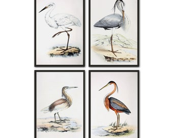 Audubon Birds Print Set of 4, Bird Wall Decor, Heron, Crane, Bird Poster