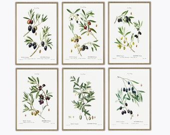 Olive Branch, Fruit Art Print, Antique Botanical Illustration Print Set, Kitchen Poster Set