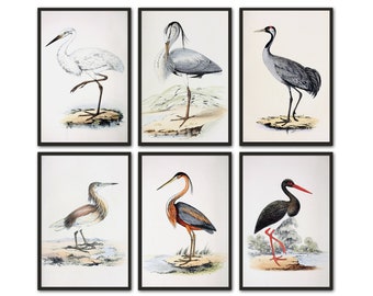 Conjunto de gravuras vintage de pássaros, com ilustrações de garça, grou e cegonha.