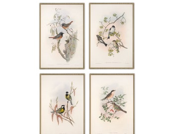 Bird Print Set of 4, French Decor, Large Wall Art, Vintage Illustration Print