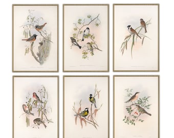 Bird Print Set of 6, Wall Decor, Large Wall Art, Vintage Illustration Print, Ornithology Poster