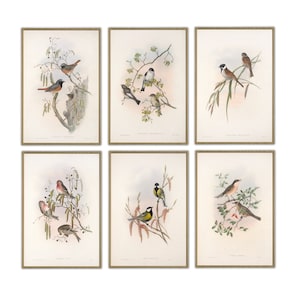 Bird Print Set of 6, Wall Decor, Large Wall Art, Vintage Illustration Print, Ornithology Poster