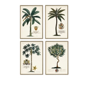 Palm Print Set of 4, Vintage Botanical Illustration Wall Decor, Palm with Coat of Arms