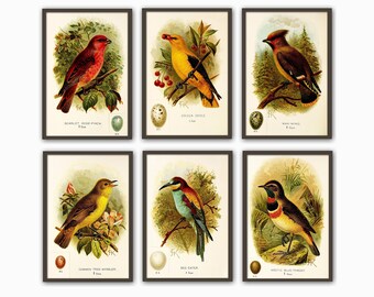 Conjunto de láminas vintage de pájaros y huevos, arte mural de historia natural.