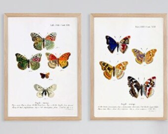 Butterfly Print SET - Vintage Insect Wall Art