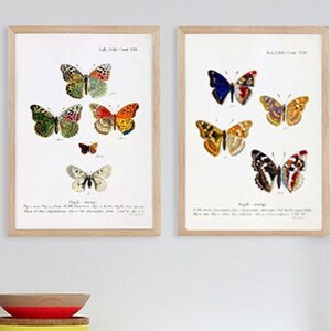 Butterfly Print - Butterflies Poster - Butterfly Wall Art Decor - Insect Print - Vintage Science Art - Antique Butterfly