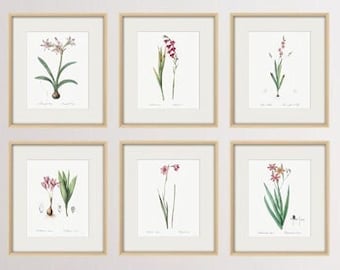 Flower Print Set of 6 Botanical Print Home Wall Decor Set of 6 German Botanical Art Prints