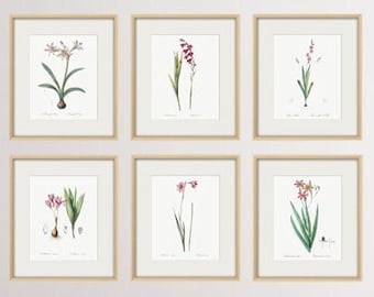 Flower Botanical Print Art, Pink Flower Wall Art Print Set of 6, Vintage Illustrations