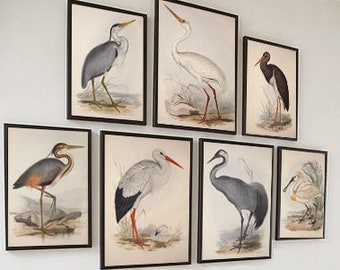 Set of 7 Birds Wall Art Print, Vintage Bird Illustration, Ornithology Poster, Antique Birds Print, Bird Decor