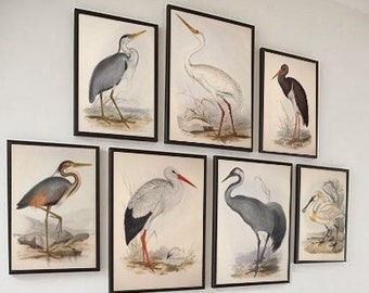 Conjunto de 7 gravuras de íbis, arte de parede grande para decoração, galeria de casa, garça, cegonha.