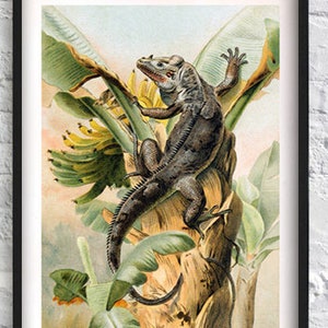 Lizard Iguana Print, Animals Poster, Reptile Vintage Illustration Print, Wall Art Decor