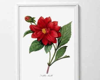 Flower Print, Home Decor, Botanical Illustration, Antique Flower Illustration, Dahila