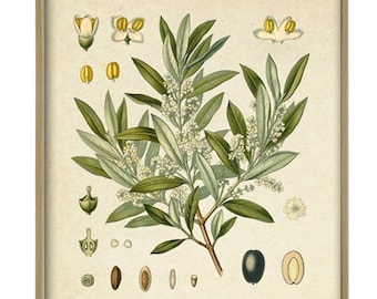 Olive Tree Print, Vintage Olive Tree, Olive Botanical Illustration, Kitchen Decor