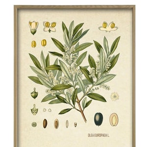 Olive Tree Print, Vintage Olive Tree, Olive Botanical Illustration, Kitchen Decor