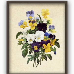 K&ouml;nnte beinhalten: Eine Vintage-botanische Illustration eines Strau&szlig;es aus violetten, gelben und wei&szlig;en Stiefm&uuml;tterchen.