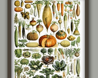 May include: A vintage botanical illustration featuring a variety of vegetables, including pumpkins, carrots, turnips, and onions. The vegetables are depicted in a realistic style with intricate details and vibrant colors.