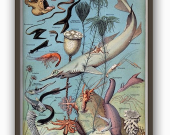 Vintage Shark Print, Sea Life Wall Art, Oceanography Poster
