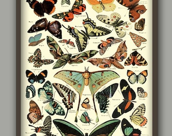 Antique Butterfly Wall Art Print,  Butterfly Home Decor, Butterfly Insect Illustration, Wall Art Print