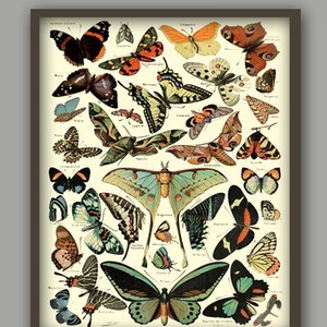 Antique Butterfly Wall Art Print,  Butterfly Home Decor, Butterfly Insect Illustration, Wall Art Print
