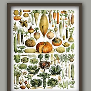 Kitchen Poster, Vegetable Print, Botanical Art, Kitchen Wall Decor, Adolphe Millot Poster Home Decor Botanical Print Housewarming