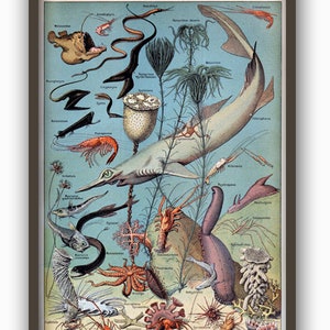 Shark Print, Sea Life Print, Fish Wall Art Decor, Shark Poster, Science Art Print, Boy Room Decor, Marine Biology Print