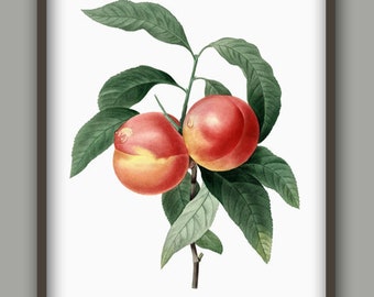 Perzik fruit muurkunst print, perzik botanische keuken decor, perzik illustratie, vintage boek plaat print, reach decor, perzik kunst