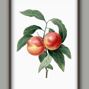 Peach Fruit Wall Art Print, Peach Botanical Kitchen Decor, Peach Illustration, Vintage Book Plate Print, Reach Decor, Peach Art