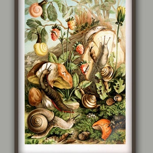 Kitchen Decor, Snail Print, Botanical Art, Biology Print, Mollusc Wall Art Decor, Snail Poster, Antique Science Poster