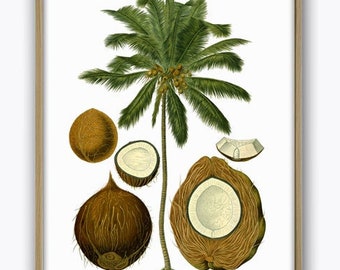 Coconut Palm Print, Botanical Wall Art Decor, Vintage Illustration Print