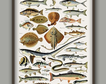 Fisktryck fiskposter havsfisk marin väggkonsttryck fiskillustration biologi antik vetenskap vatten djurtryck fisketryck