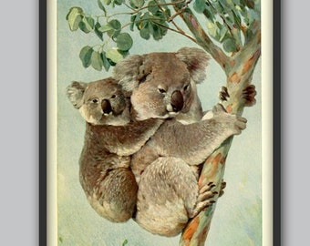 Koala Bear Print Australian Animal Picture, Animals Wall Art Decor, Vintage Illustration Print