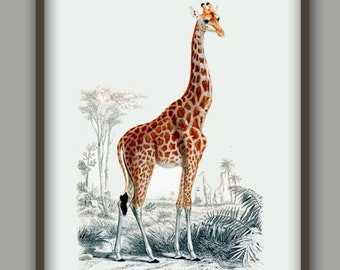 Giraffe Art Print, African Animal Art, Safari Animals, Antique Home Decor, Animals Print, Animals Decor, Animals Poster