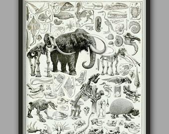 Skeleton Anatomy Print - Dinosaur Wall Art - Paleontology Poster - Skull Bones print - Fossils - Prehistoric Animals Poster - Student Gift
