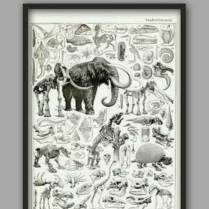 Skeleton Anatomy Print - Dinosaur Wall Art - Paleontology Poster - Skull Bones print - Fossils - Prehistoric Animals Poster - Student Gift