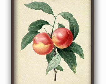 Peach Print, Fruit Wall Art Decor, Vegetable Botanical Print, Kitchen Poster, Vintage Illustration