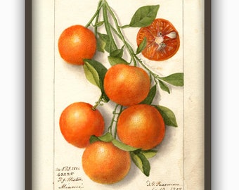 Orange Fruit Print, Kitchen Decor, Citrus Wall Decor, Orange Wall Art, Orange Print, Vegetarian Print, Vitamin Poster