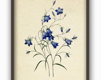 Antike Blumen Illustration, Haus Dekor, Blaue Blumen Illustration, Wiesenblumen, Botanische Kunstdruck